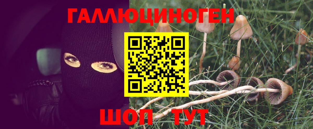Галлюциногенные грибы прущие грибы  Вход с VPN  Тавда 
