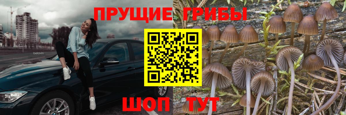 Галлюциногенные грибы Psilocybine cubensis Тавда
